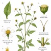 Spanish Needles Herb