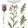 Japanese Thistle Herb