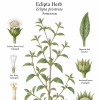 Eclipta Herb