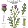 Curly Bristlethistle Herb