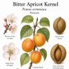 Bitter Apricot Kernel