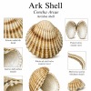 Ark Shell