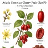 Asiatic Cornelian Cherry Fruit (Zao Pi)