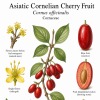 Asiatic Cornelian Cherry Fruit